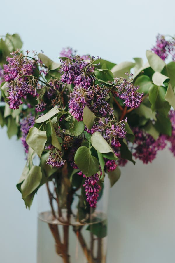 Dry Lilac Flowers Close Up with Blurred Background Stock Image Image