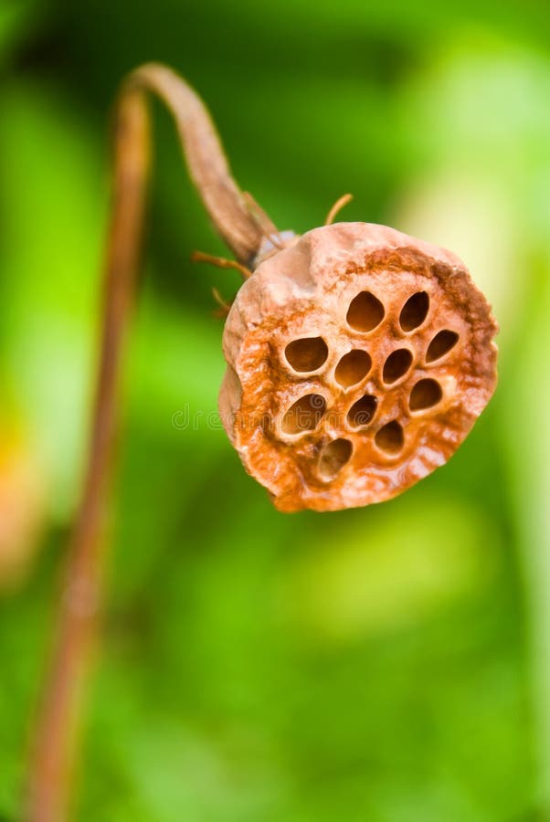 Dry lotus flower