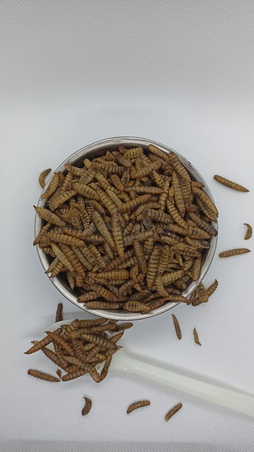 Dry Maggots in Studio Upper View Stock Image Image of tree, food