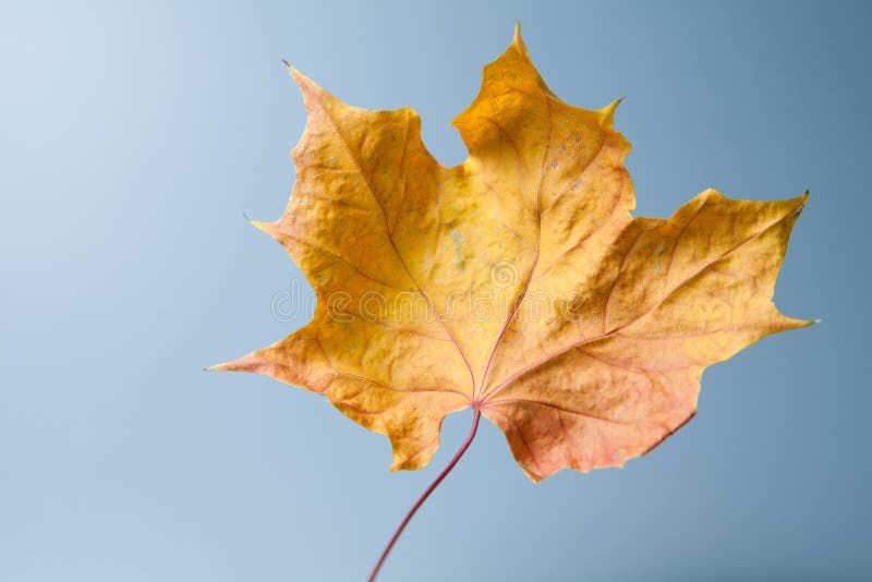 Dry maple leaf stock image. Image of seam, object, dead 16877023