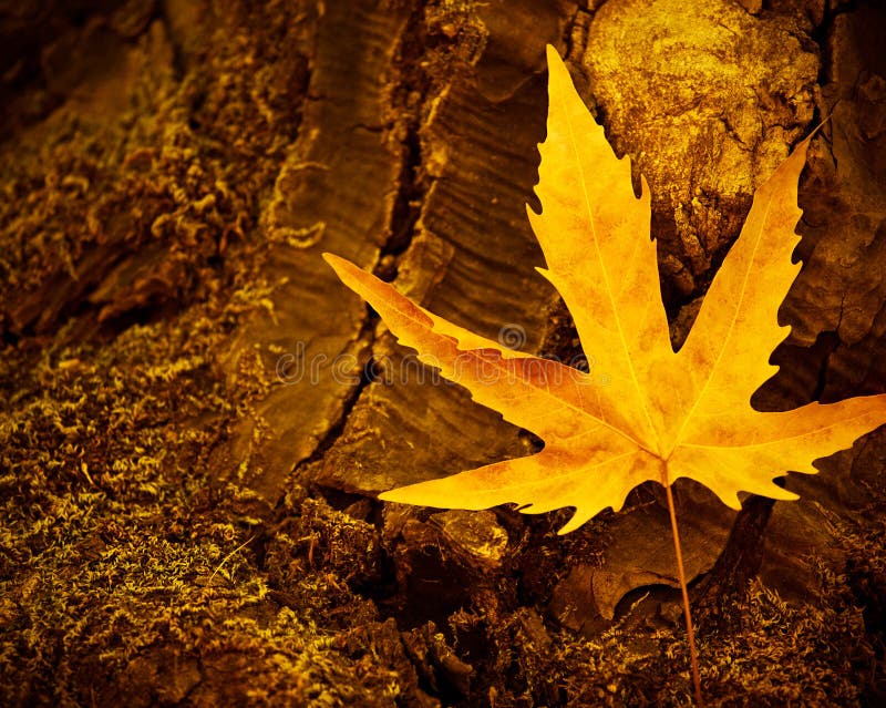 Dry maple leaf