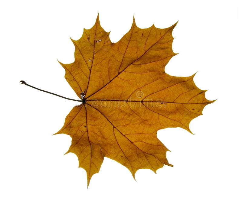 Dry maple leaf stock photo. Image of color, sere, maple 3501044