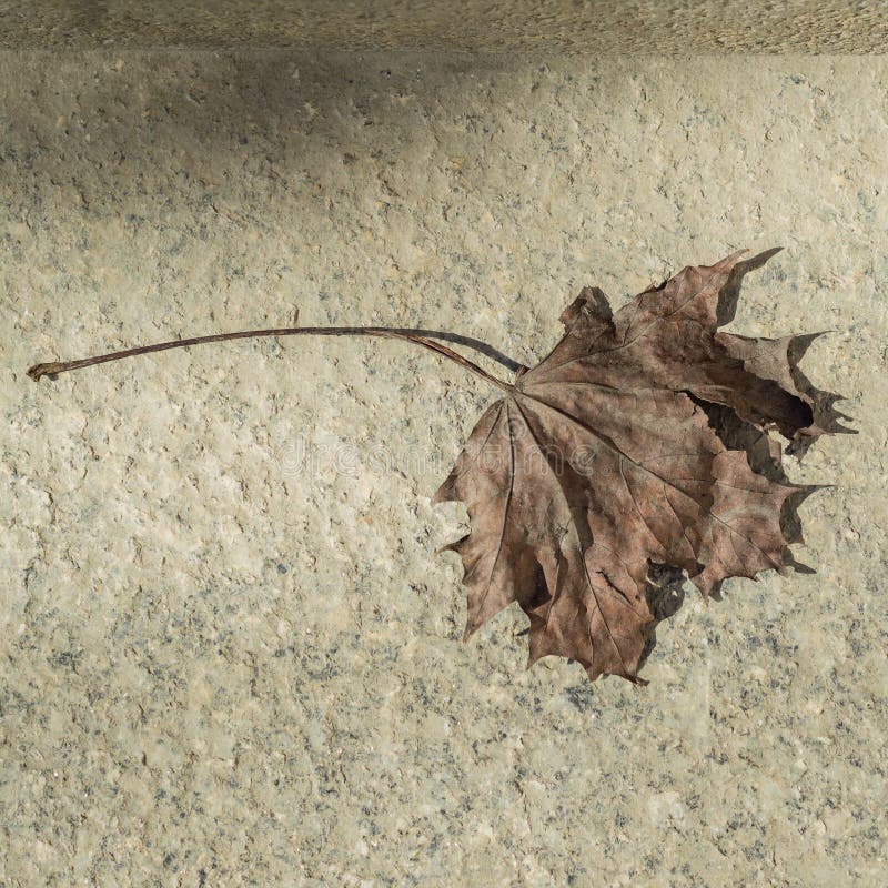 Dry Maple Leaf on Concrete Surface, Top View Flat Lay, Autumn ...