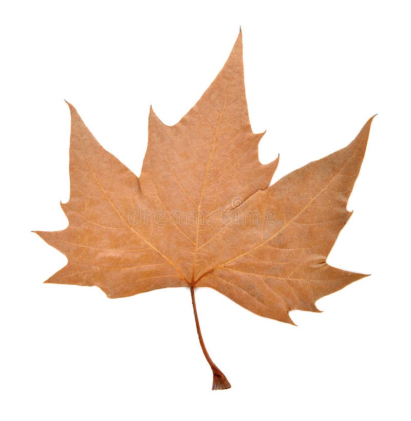 Dry maple leaf stock image. Image of flora, botany, cover 71106891