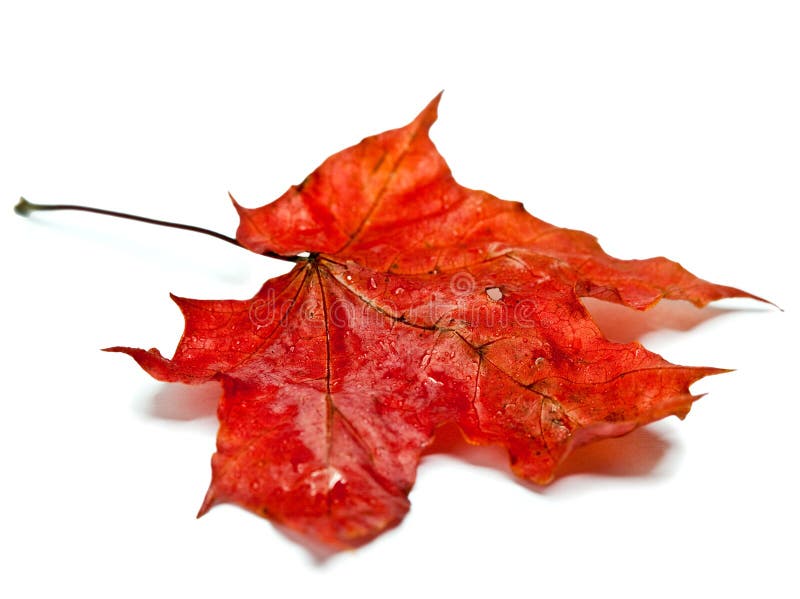 Dry maple leaf in rain drops.