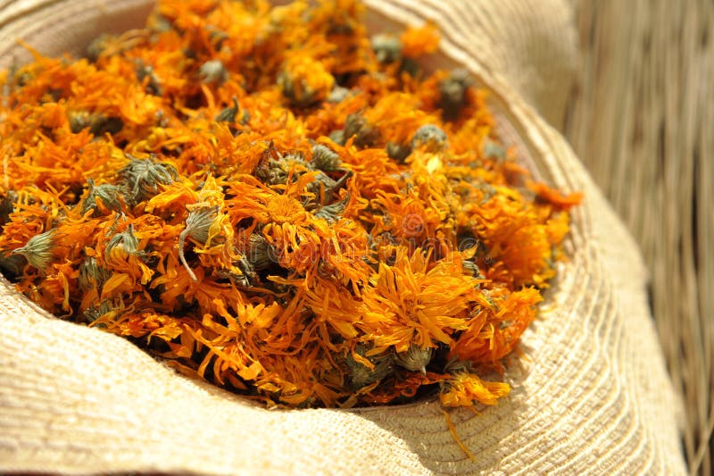Dry Marigold flowers stock photo. Image of officinalis 27643374