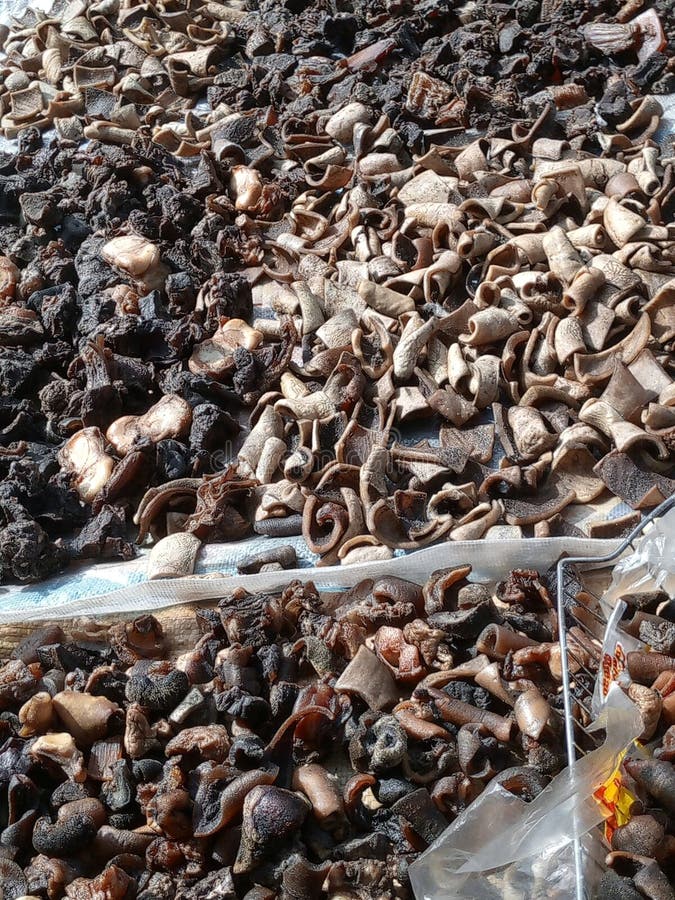 Bokoto Stock Photos - Free & Royalty-Free Stock Photos from Dreamstime