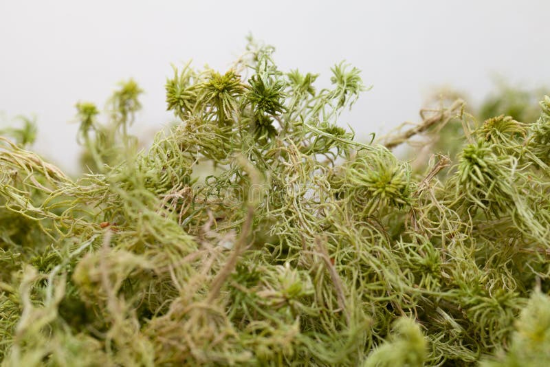 Sphagnum Moss And Leaves. Natural Texture Stock Photo - Image of nature ...