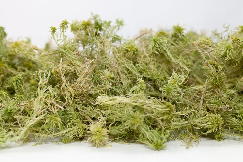 Dry Moss Sphagnum for Planting Orchids Stock Photo Image of flower