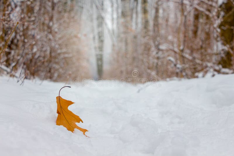 Dry oak leaf in snow on forest background_