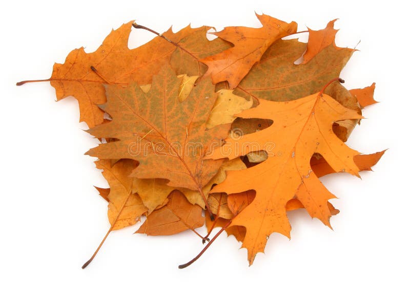 Dry oak leaves