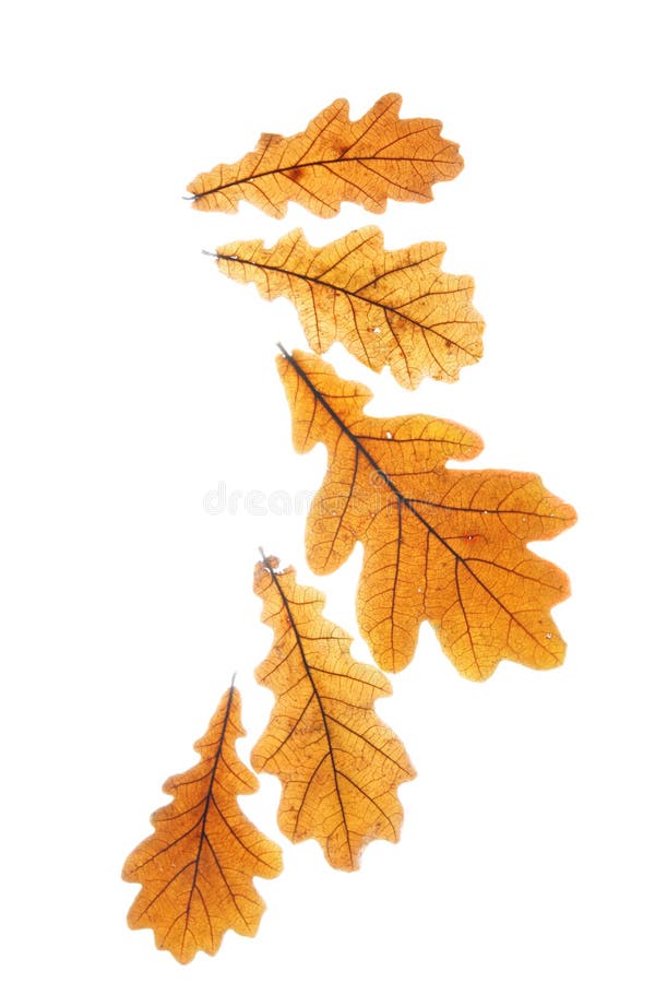 Dry oak leaves