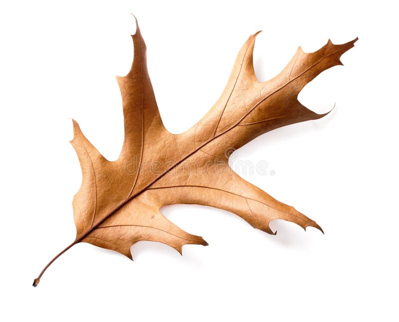 Dry oak leaves isolated on white background