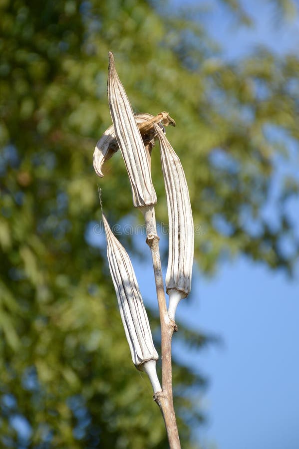 Dry okra seed stock photo. Image of agriculture, gumbo 88117058