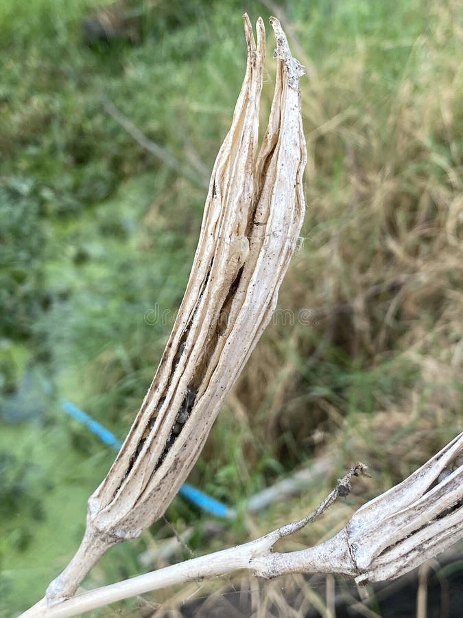 Dry Okra seed pod at the field royalty free stock photography