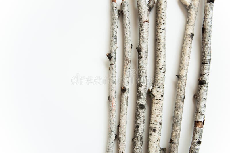 Birch Branches – White