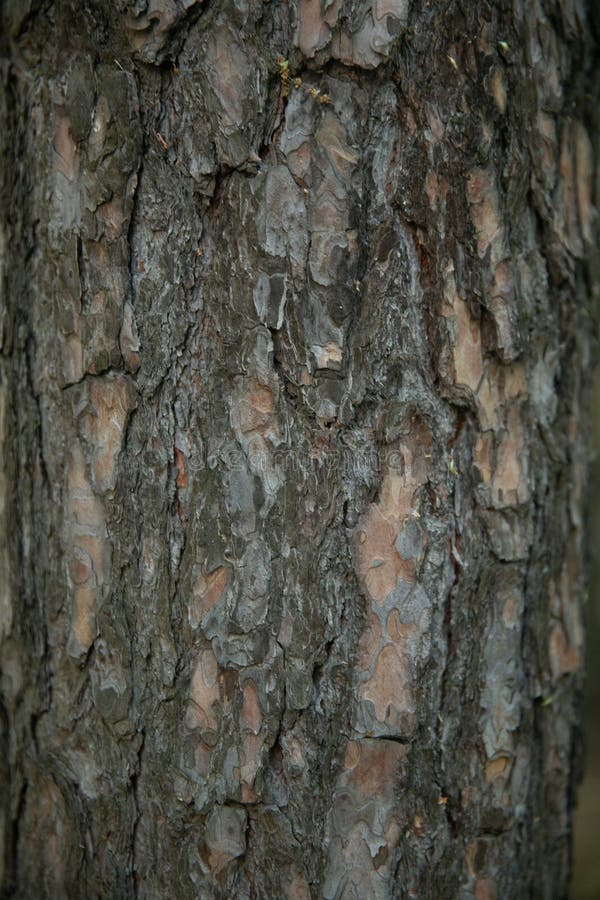 Vertical dry old tree bark. Vertical dry old tree bark
