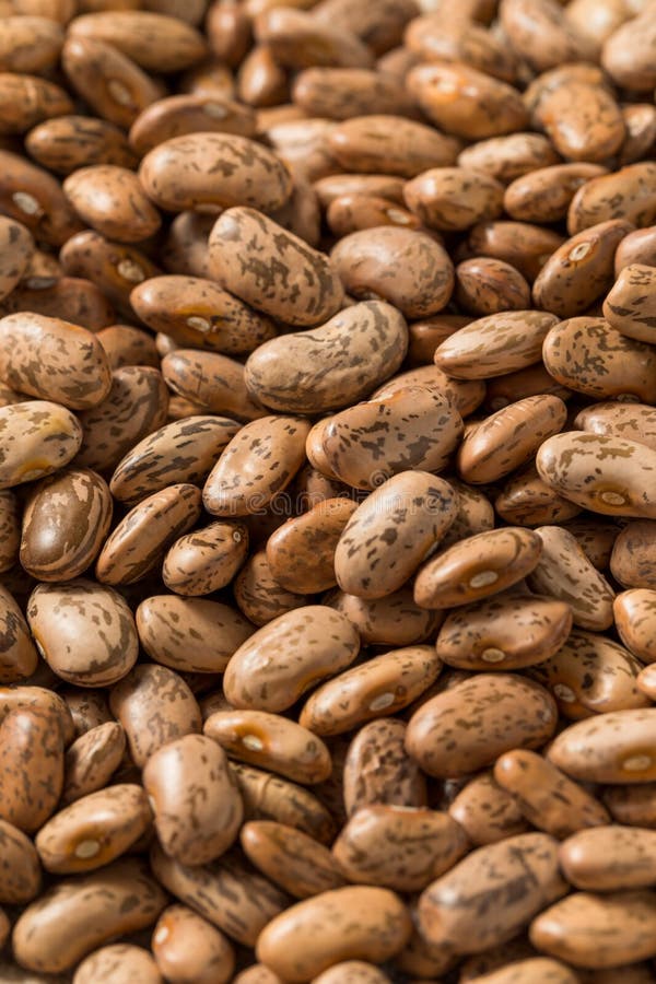 Dry Organic Raw Pinto Beans Stock Image Image of plant, grain 274794019