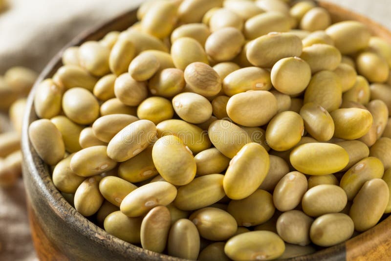 Dry Organic Yellow Mayocoba Beans Stock Photo Image of dried