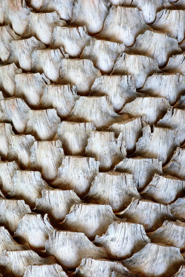Dry palm tree bark texture nature abstract background, Detail of the trunk of a tropical palm tree