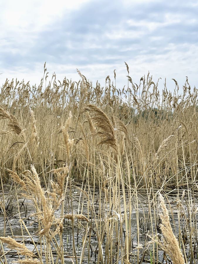 Dry Pampas Grass Against Sky Stock Photo Image of boho, landscape