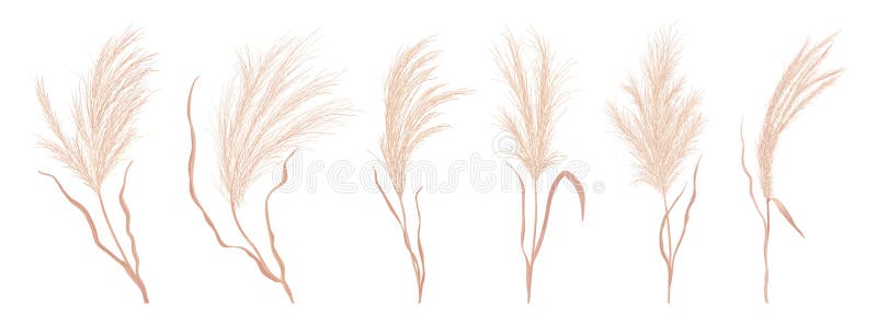 Dry pampas grass vector set. Watercolor field autumn design elements. Boho fall illustration of dried plant