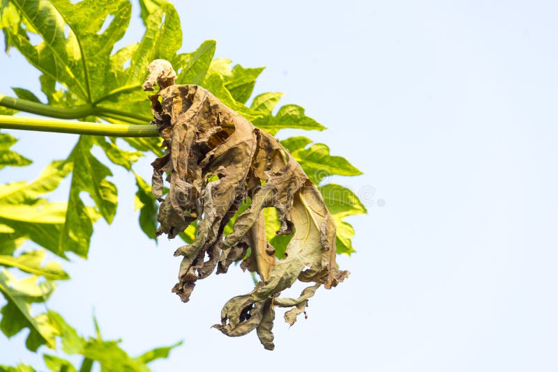 342 Dry Papaya Leaf Stock Photos Free & RoyaltyFree Stock Photos