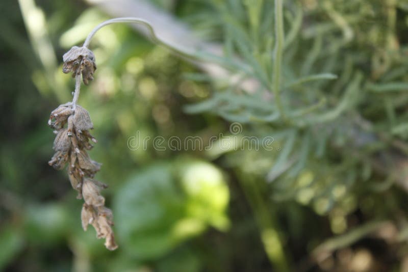 A dry plant in the mountain stock images