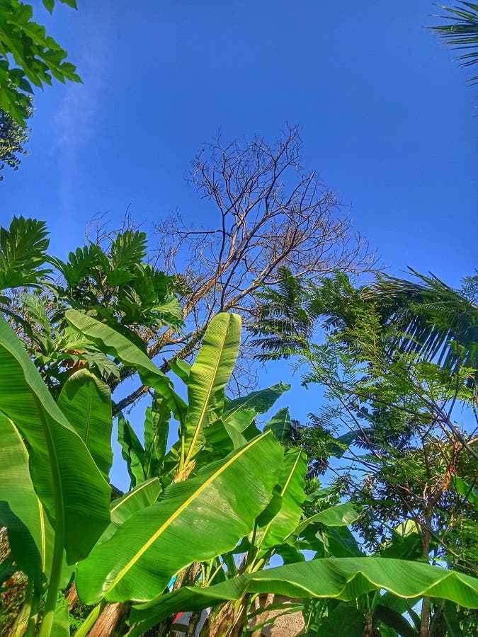 Dry Tree Banana Tree Clear Sky Stock Photo Image of banana, phon