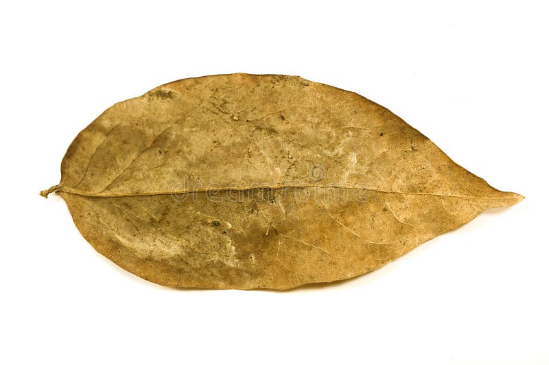 Dry Phyllanthus acidus leaves stock images