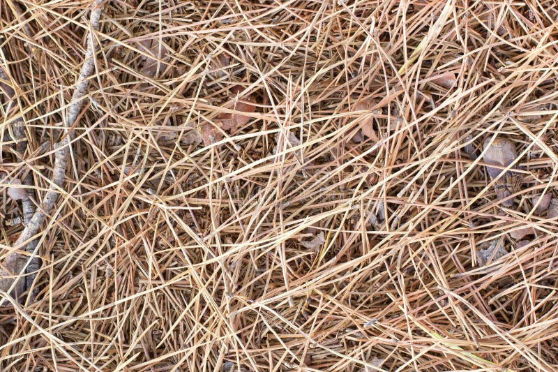 Dry pine leaves stock photo. Image of brown, decoration 60050814