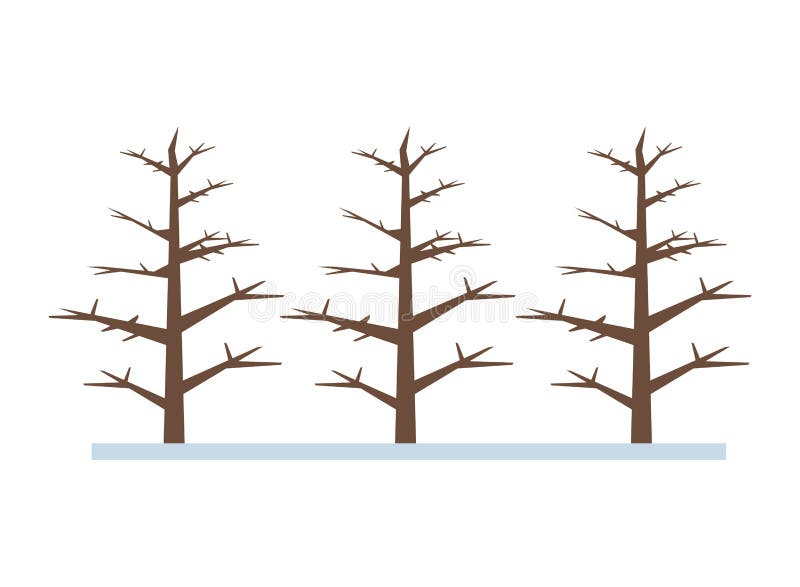 Dry pines trees plants forest scene vector illustration