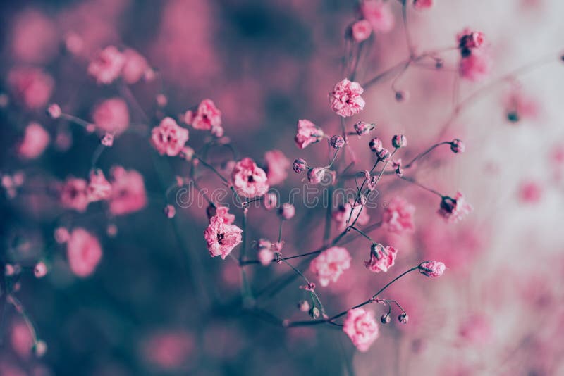 Dry pink baby`s breath flowers background