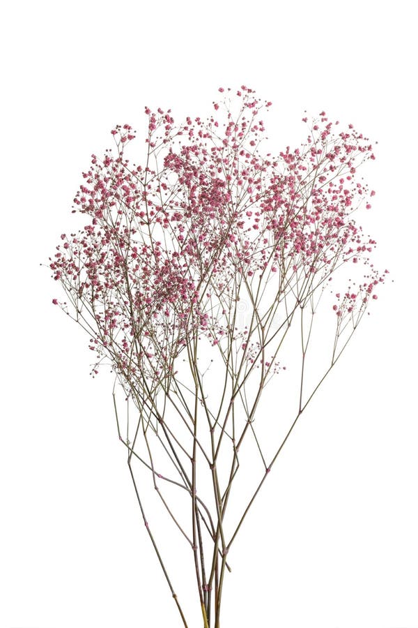 Dry pink baby`s breath flowers