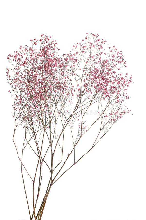 Dry pink baby`s breath flowers