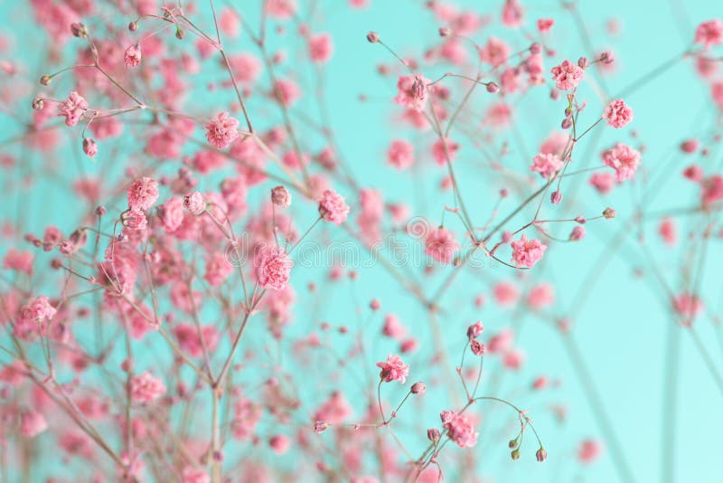 Dry pink baby`s breath flowers