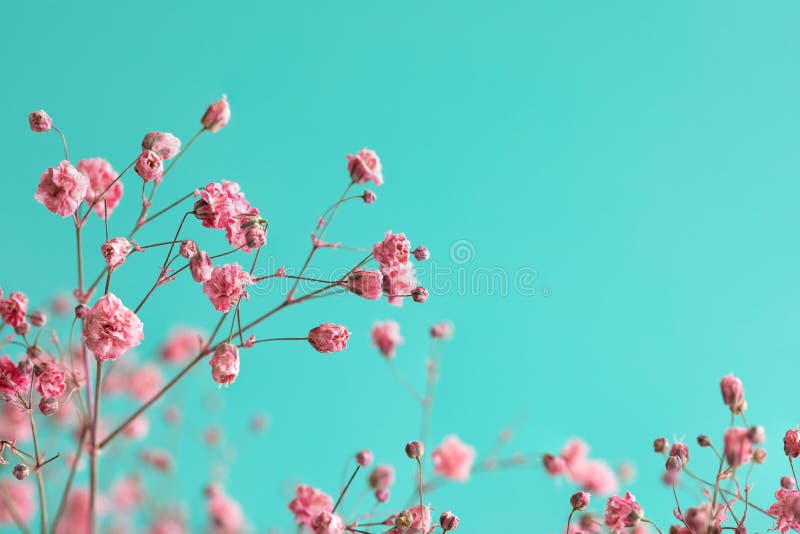 Dry pink baby`s breath flowers