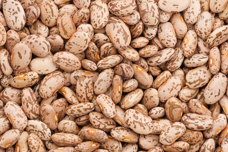 Dry uncooked pinto beans close up background image. Dry uncooked pinto beans close up background image