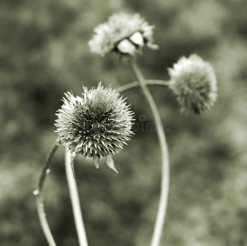 Dry plant