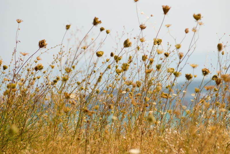 Dry plant