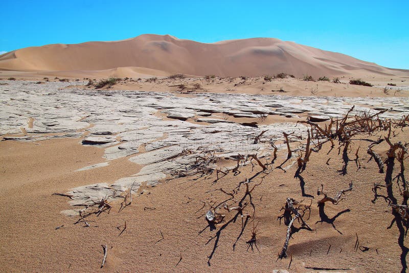 Dry plants in the desert stock image. Image of blue 145192971