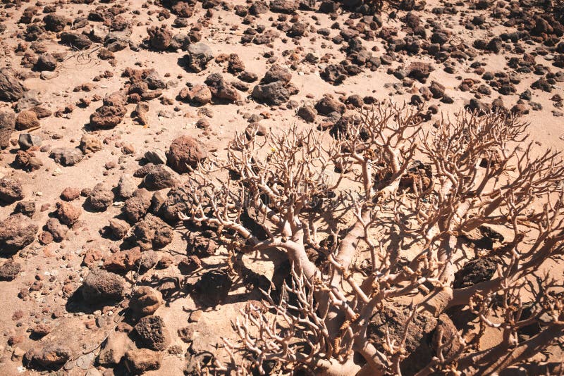 Dried plants in the desert stock photo. Image of world 39501940