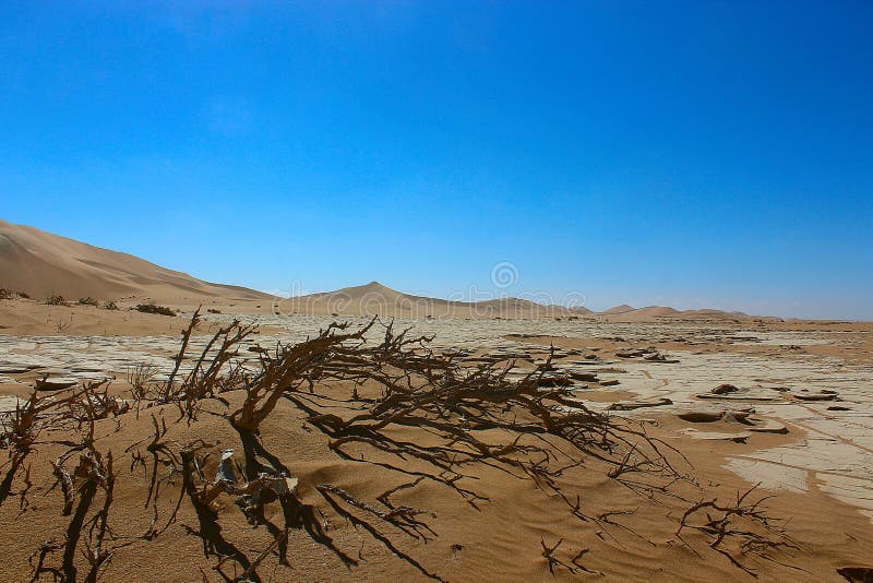Dry plants in the desert stock image. Image of nature 145192959