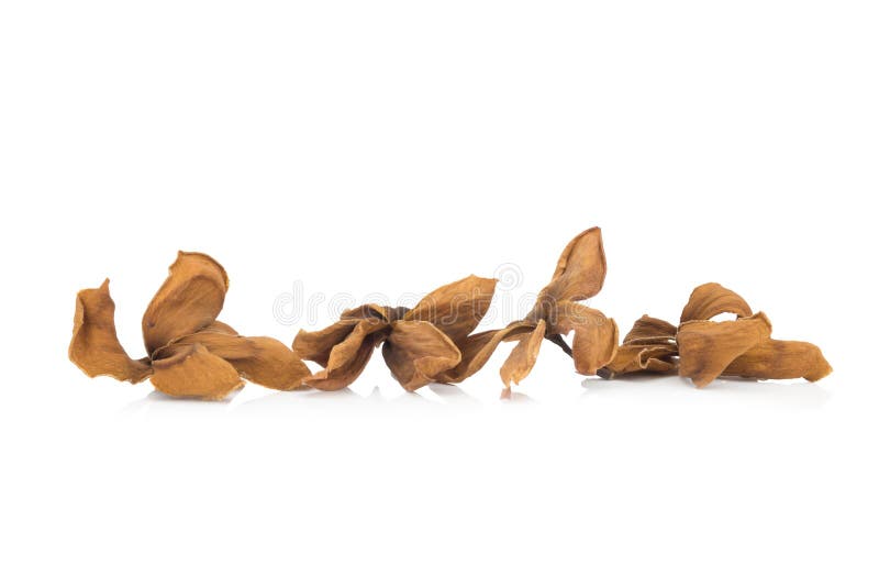 Dried Plumeria Flower Isolated White Background Stock Photos Free & RoyaltyFree Stock Photos