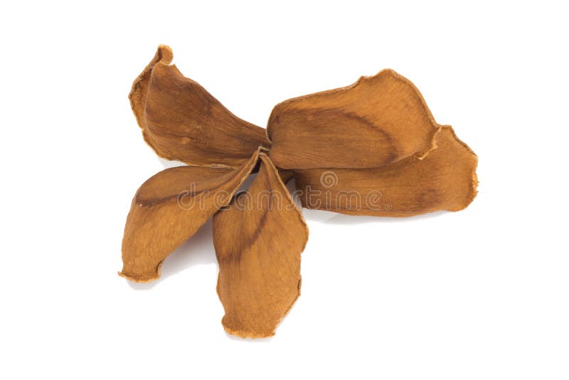 Dried Plumeria Flower Isolated White Background Stock Photos Free & RoyaltyFree Stock Photos
