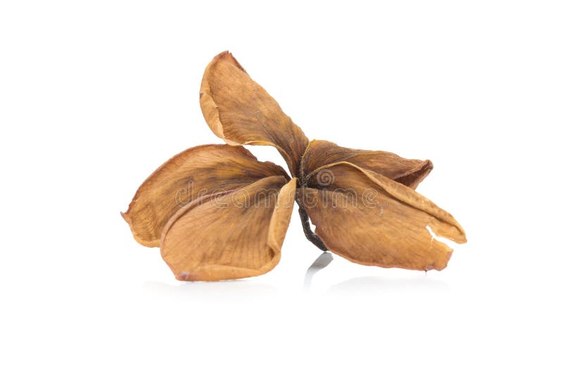 Dried Plumeria Flower Isolated White Background Stock Photos Free & RoyaltyFree Stock Photos
