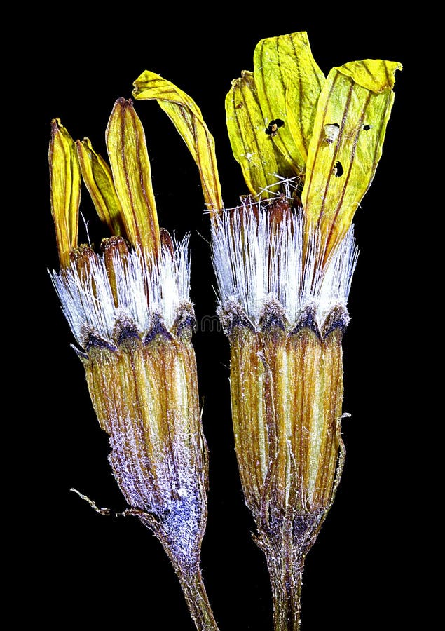 Dry pressed flowers