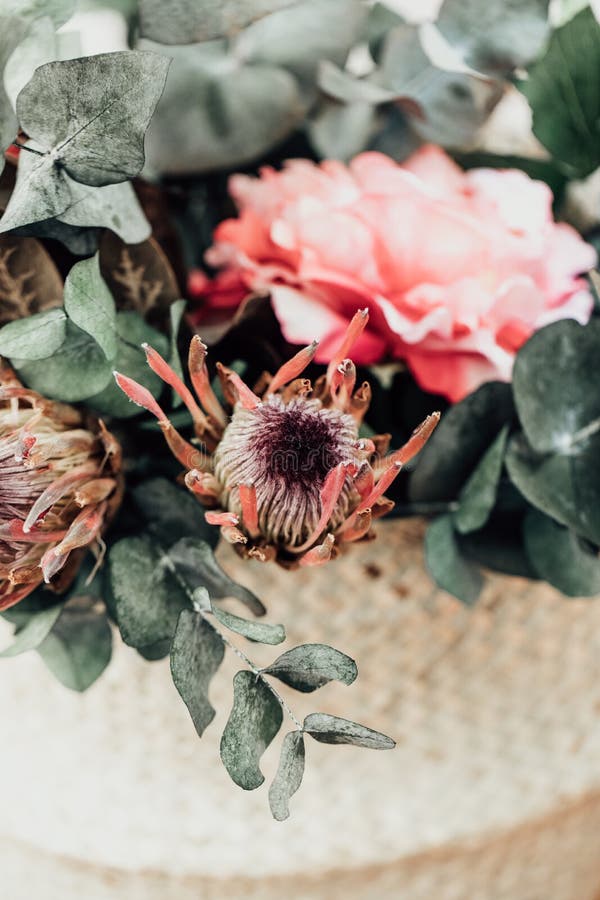 Dry Protea Flowers with Eucalyptus Stock Photo Image of love, petal