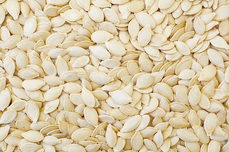 Dry pumpkin seeds stock photo. Image of kernel, agriculture 18059130