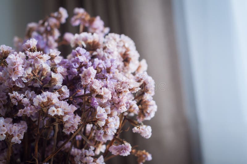 Dry purple flowers stock image. Image of style, nature 138171037